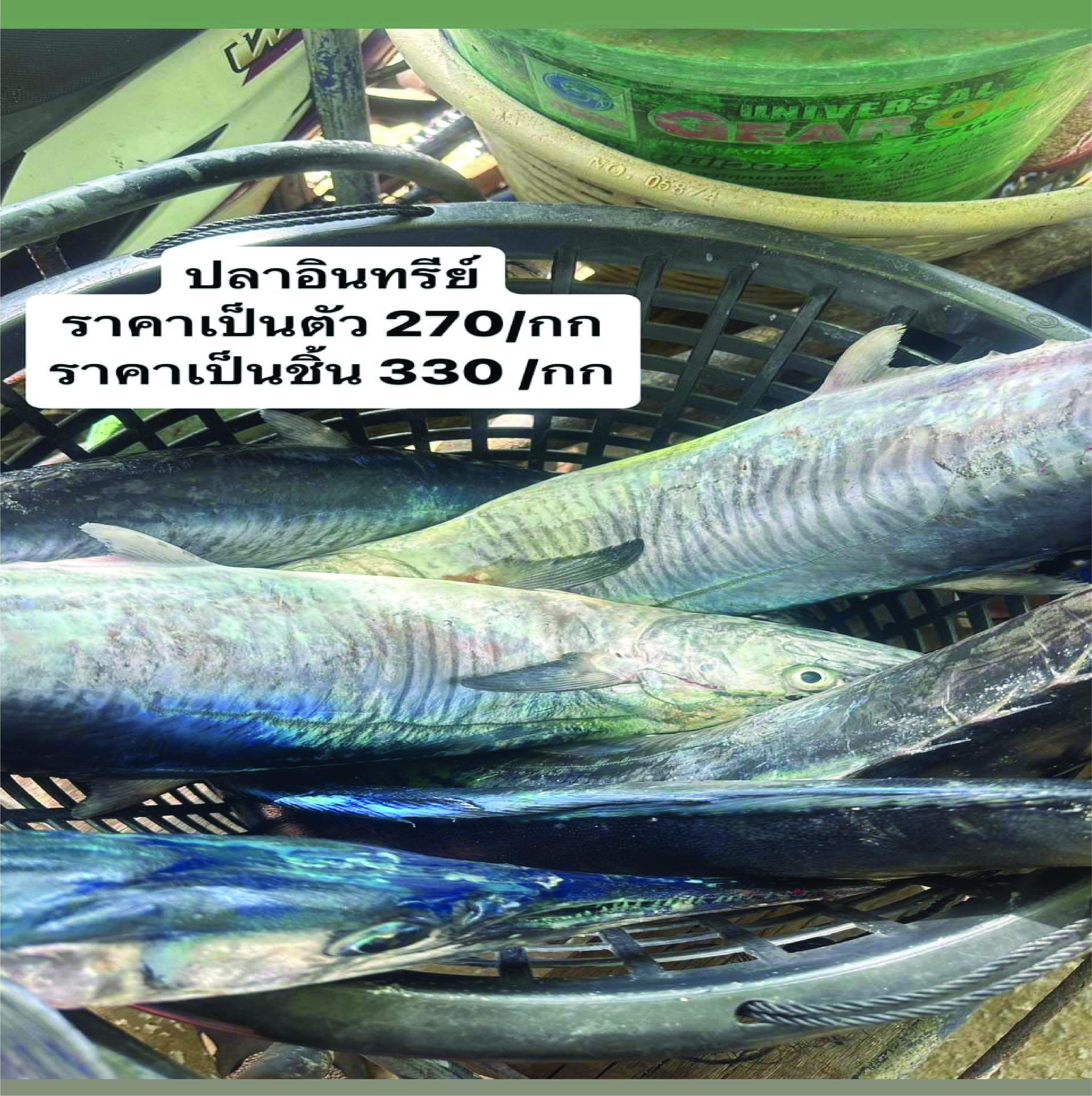 ปลาอินทรีย์สดแบบเป็นตัว